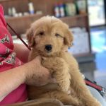 LaFayette Animal Clinic