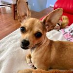 The Animal Medical Center of Fort Oglethorpe