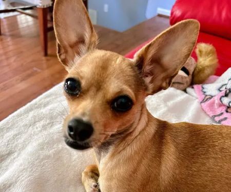 The Animal Medical Center of Fort Oglethorpe