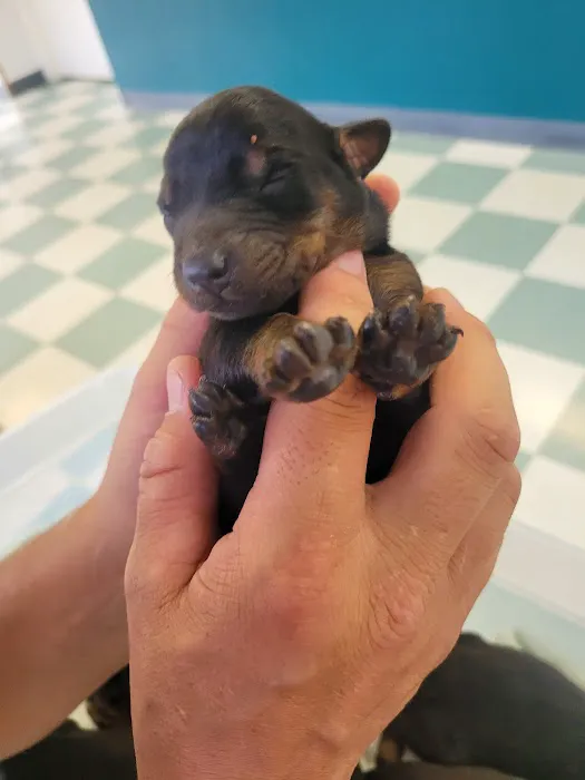 The Animal Medical Center of Fort Oglethorpe Picture 10