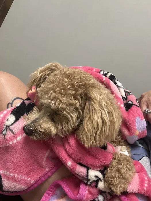 The Animal Medical Center of Fort Oglethorpe Picture 8