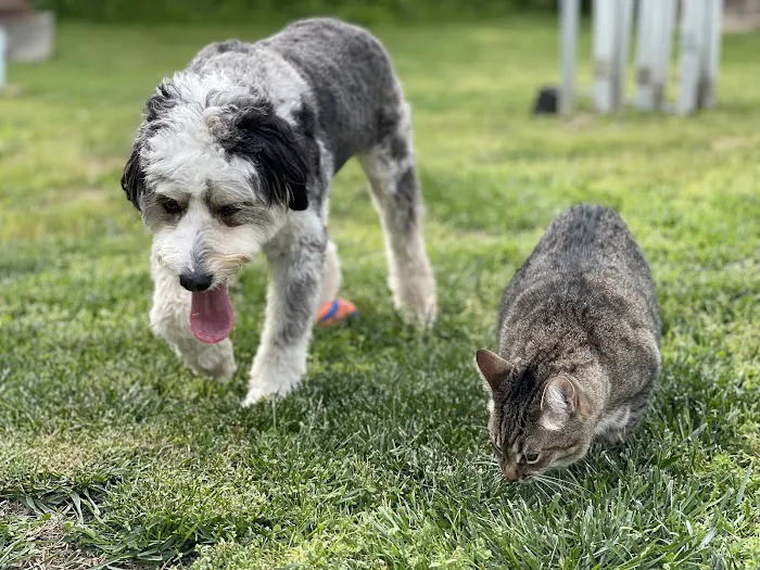 Fort Oglethorpe Pet Wellness Center Picture 1