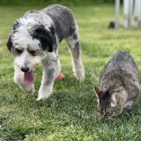 Fort Oglethorpe Pet Wellness Center ico