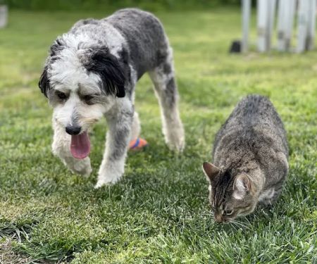 Fort Oglethorpe Pet Wellness Center