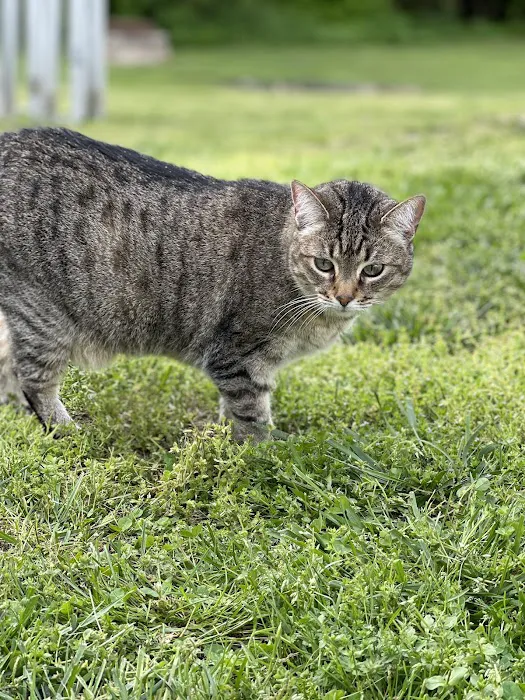 Fort Oglethorpe Pet Wellness Center Picture 8