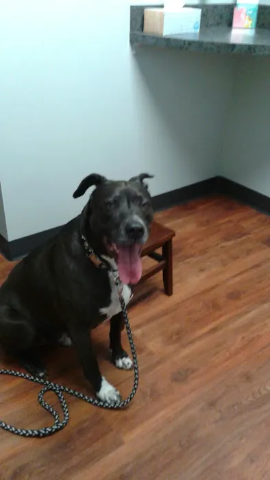 Fort Oglethorpe Pet Wellness Center Picture 10