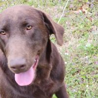 Vet Vaccinations Clinic at Tractor Supply Co. ico