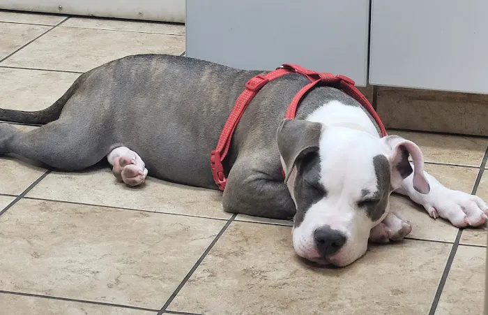 VCA Catoosa Animal Hospital Picture 2