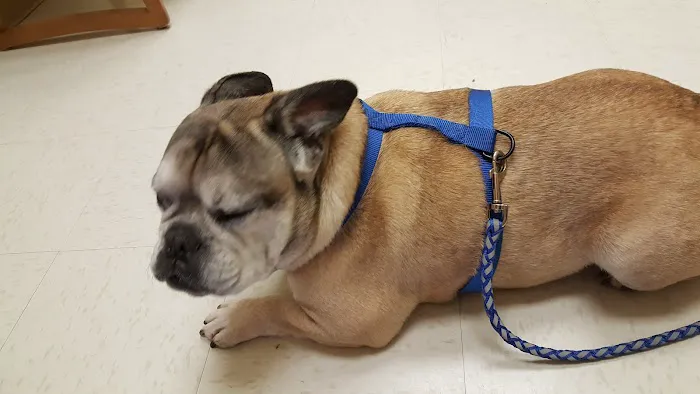 Ringgold Animal Hospital Picture 3