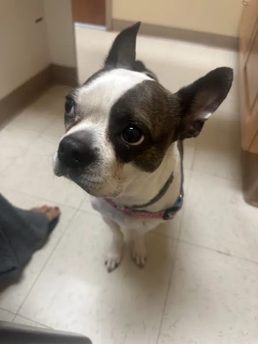 Ringgold Animal Hospital Picture 7