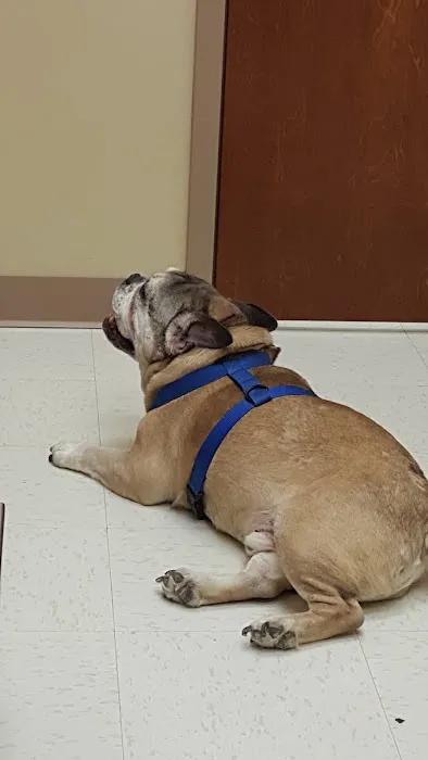 Ringgold Animal Hospital Picture 6