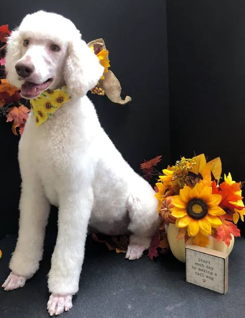 Fort Payne Animal Hospital Picture 1
