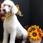 Fort Payne Animal Hospital