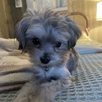 Rainsville Animal Clinic ico