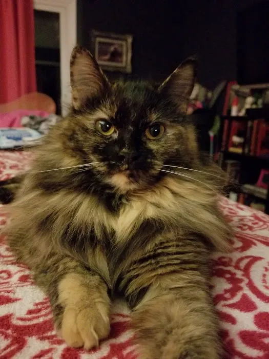 Cherokee Mountain Bobtails Picture 4