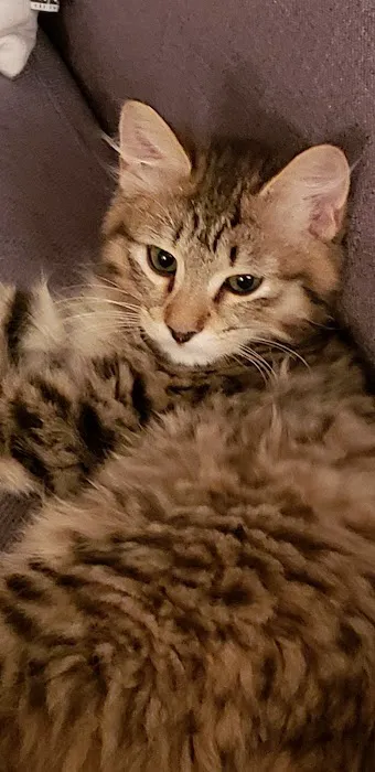 Cherokee Mountain Bobtails Picture 2