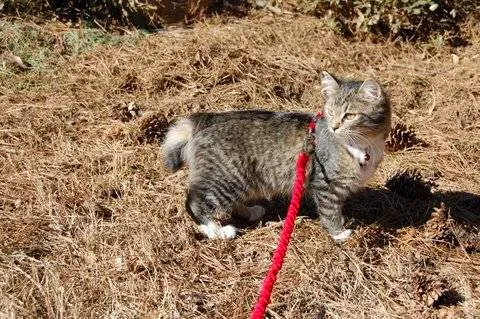 Cherokee Mountain Bobtails Picture 9