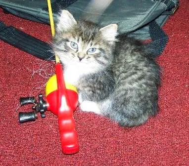 Cherokee Mountain Bobtails Picture 10