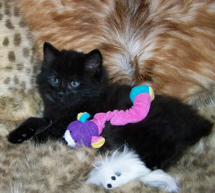 Cherokee Mountain Bobtails Picture 6