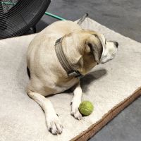 DeKalb Animal Hospital ico