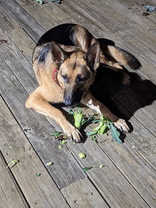 DeKalb Animal Hospital Picture 5