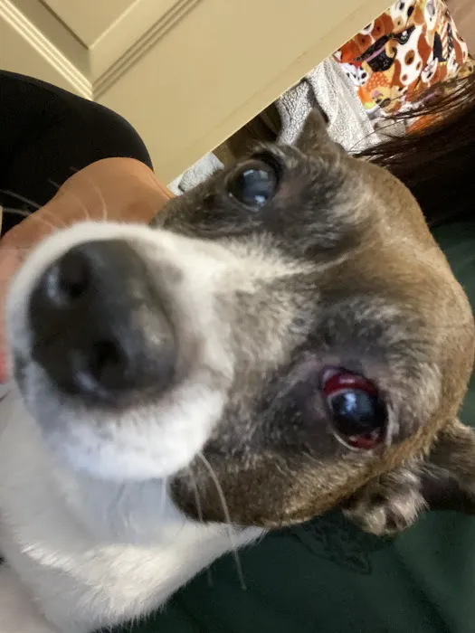 Phillips Small Animal Clinic Picture 6