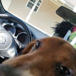 Fyffe Animal Hospital