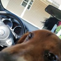 Fyffe Animal Hospital ico