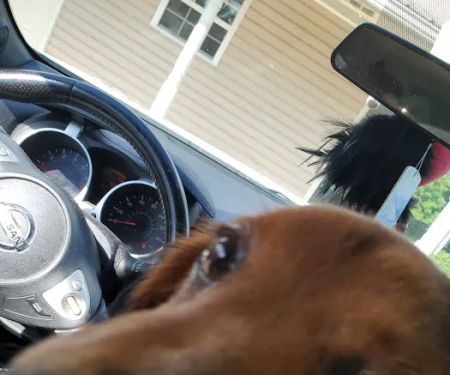Fyffe Animal Hospital