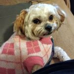 Fort Payne Veterinary Center