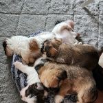 Grant Animal Clinic