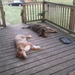 Gurley Animal Clinic