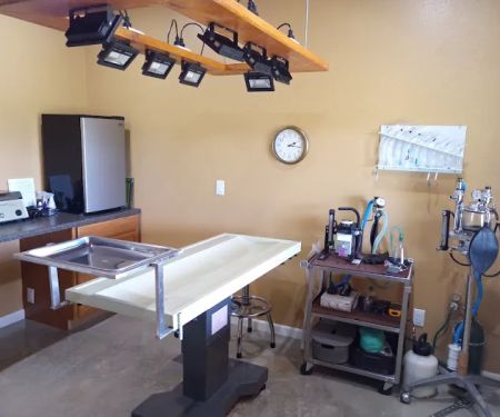 High Falls Holistic Veterinary Care