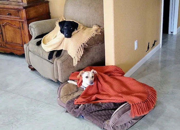 High Falls Holistic Veterinary Care Picture 8