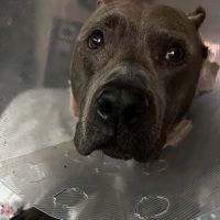 Stanley Mary E DVM ico