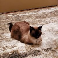 Chattanooga Veterinary Center ico