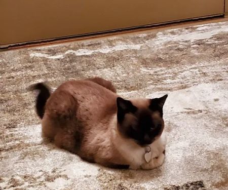 Chattanooga Veterinary Center