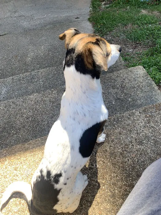 Chattanooga Veterinary Center Picture 10