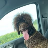 Animal Health Care Clinic ico