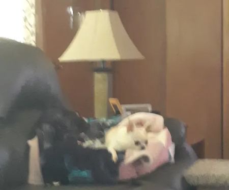 Cedar Veterinary Clinic