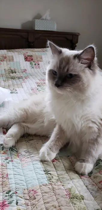 2 Queens and a King Ragdolls Picture 1
