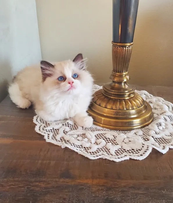 2 Queens and a King Ragdolls Picture 3