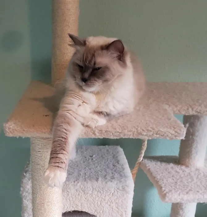 2 Queens and a King Ragdolls Picture 6