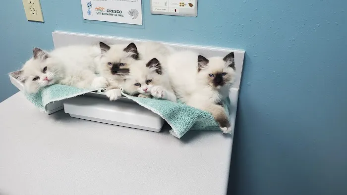 2 Queens and a King Ragdolls Picture 8