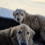 County Center Animal Hospital