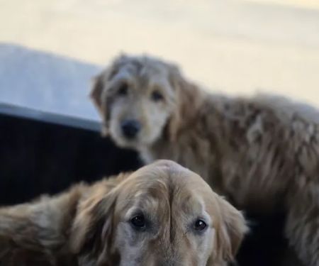 County Center Animal Hospital