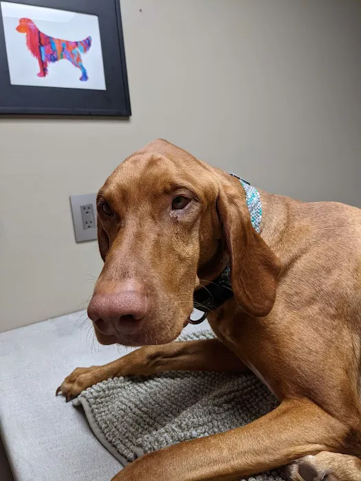 County Center Animal Hospital Picture 6