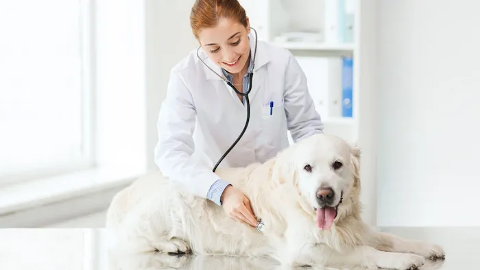 County Center Animal Hospital Picture 10