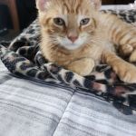Mosinee Veterinary Clinic