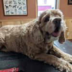 Mobile Veterinary Practice